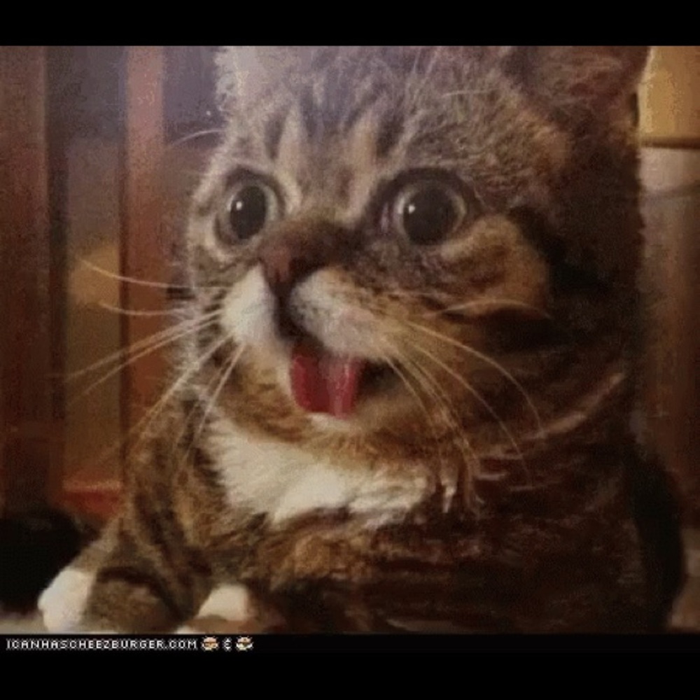 Meet your Posher, Bella